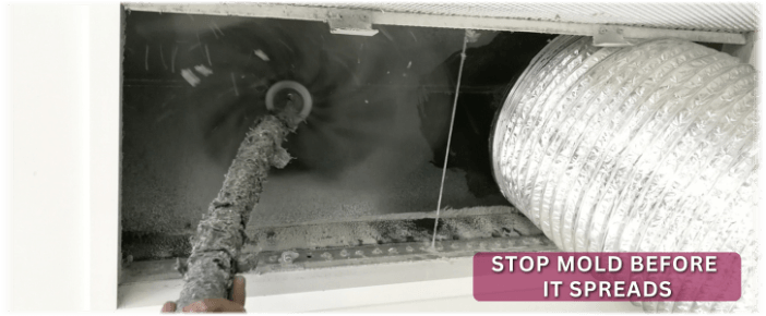 Air Duct Mold Removal in Dallas